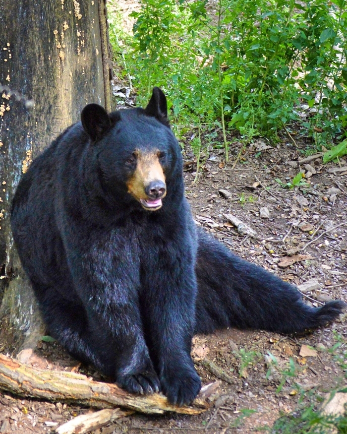 The Black Bear - Appalachia Bare