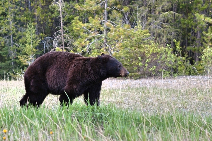 The Black Bear - Appalachia Bare