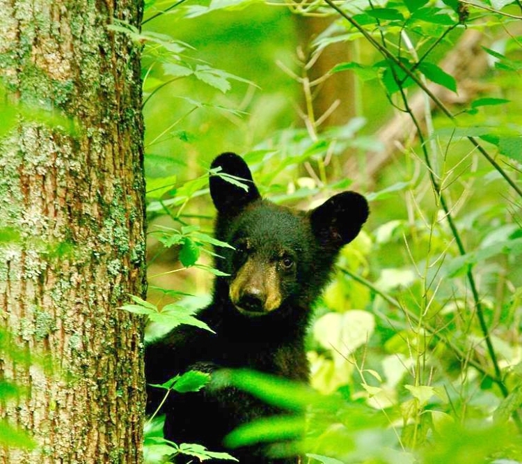 The Black Bear - Appalachia Bare